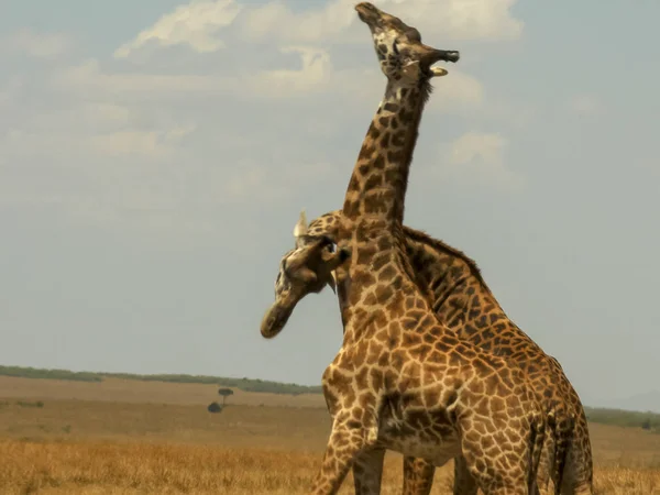 两只雄性长颈鹿的脖子在马赛马拉建立统治地位 — 图库照片