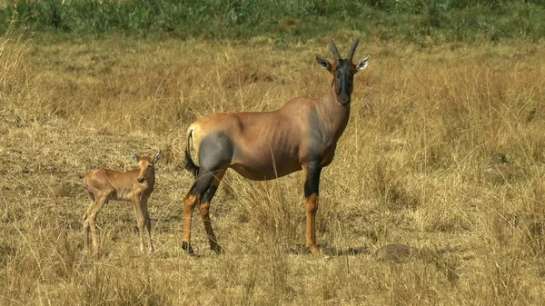 Topi antilope e bambino in masai mara, kenya — Foto Stock