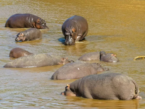 Blick aus der Vogelperspektive auf eine Flusspferdherde in einem Fluss in Masai Mara, Kenia — Stockfoto