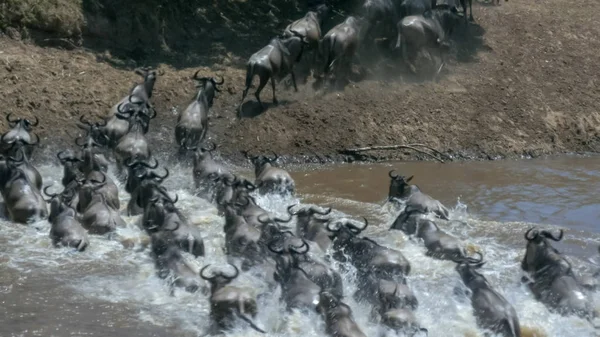 long exposure shot of wildebeest crossing the mara river