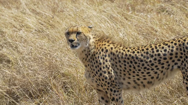 Cheetah stoi i patrzy w lewo w Masai Mara — Zdjęcie stockowe