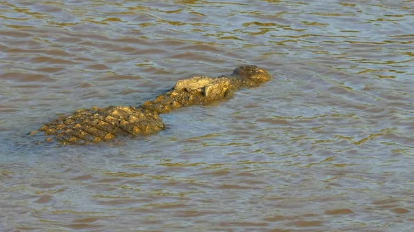 Visão aérea traseira de um grande crocodilo nadando no rio mara — Fotografia de Stock