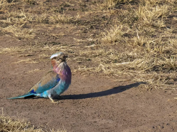 Бузковий ролик, який ковтає ящірку в масаї Мара — стокове фото