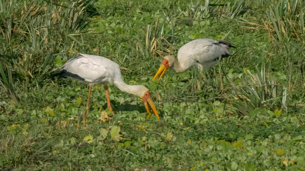 Par de cigüeñas de pico amarillo alimentándose en reserva de caza masai mara — Foto de Stock