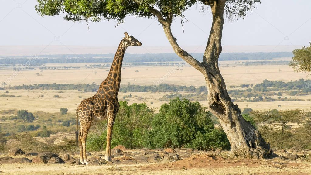 wide shot of a giraffe chewing acacia leaves in masai mara