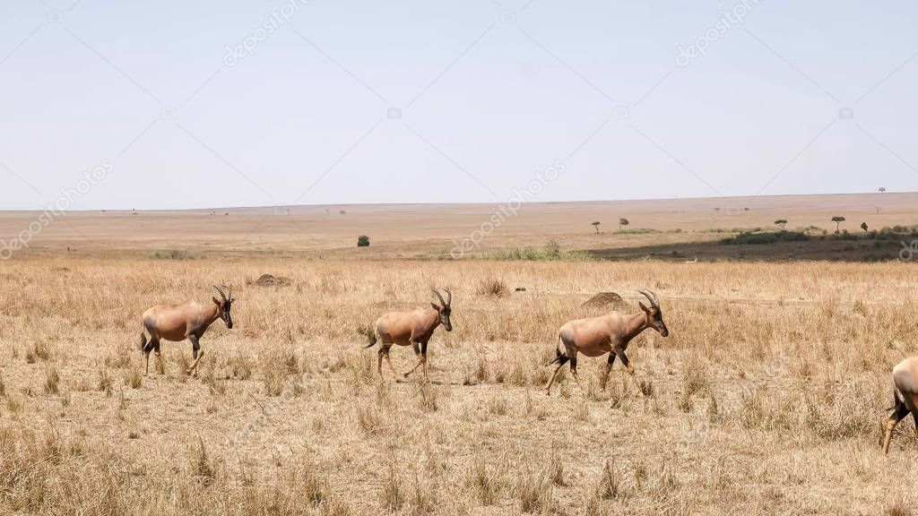 topi antelope herd walking in unison in masai mara game reserve