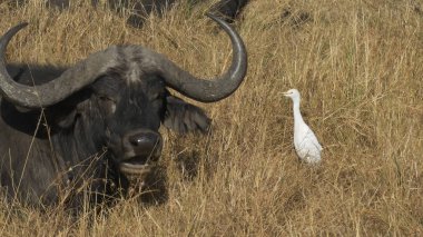 masai mara sığır egret ve cape buffalo, kenya