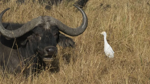 Kuhreiher und Kapbüffel in der Masai Mara, Kenia — Stockfoto