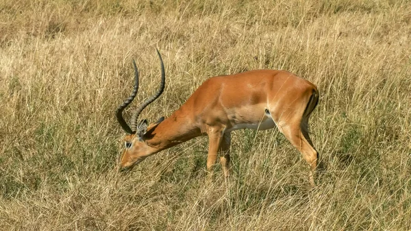 Masai mara milli oyun rezerv impala otlatma — Stok fotoğraf