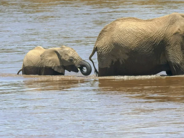 Primer plano de un ternero elefante y madre cruzando el río mara — Foto de Stock
