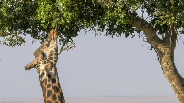 Primer plano de una jirafa usando su lengua para alimentarse en reserva de caza masai mara — Foto de Stock