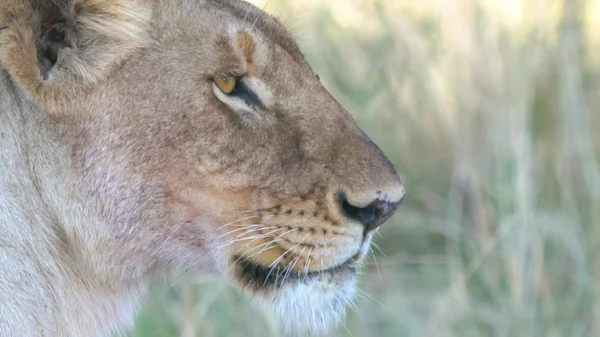 Extrem närbild av en lejoninna i Masai Mara — Stockfoto