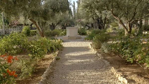 Pathway and ancient olive trees in the garden of gethsemane, jerusalem — Stock Photo, Image