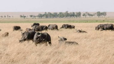 masai mara oyun rezerv cape buffalo herd