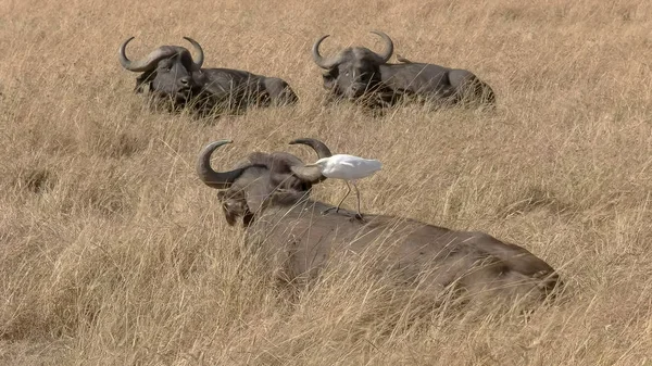 Mantello bufalo con una garzetta sulla schiena in masai mara — Foto Stock