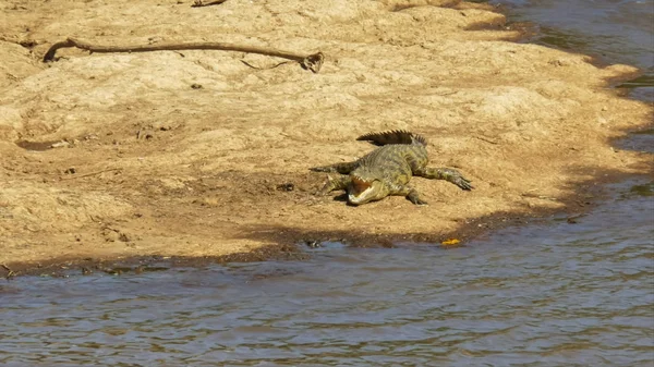 Vista alta de crocodilo com boca aberta em masai mara, kenya — Fotografia de Stock