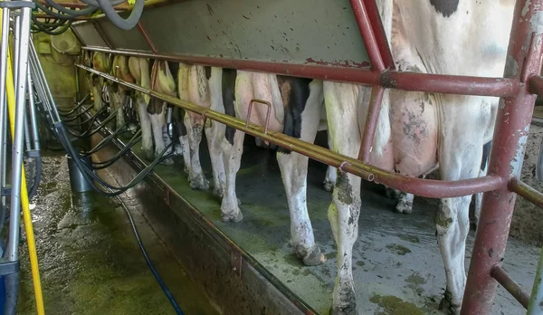 Weitwinkelaufnahme eines Milchvakuumbechers in Victoria — Stockfoto