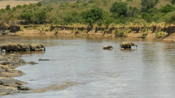 Mara nehri geçerken bir fil ve buzağı uzun çekim — Stok fotoğraf