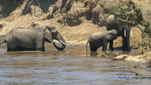 Masai mara oyun rezerv mara nehri boyunca güvenli bir fil ve buzağı — Stok fotoğraf