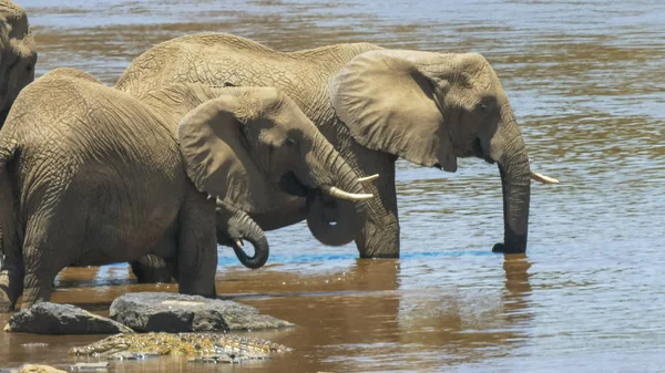 Masai mara, kenya'da içki içen fillerin yakın çekim — Stok fotoğraf