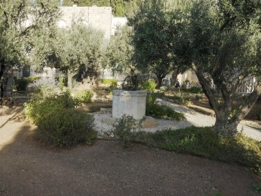 Kudüs 'te Gethsemane bahçesinde yürüyüş