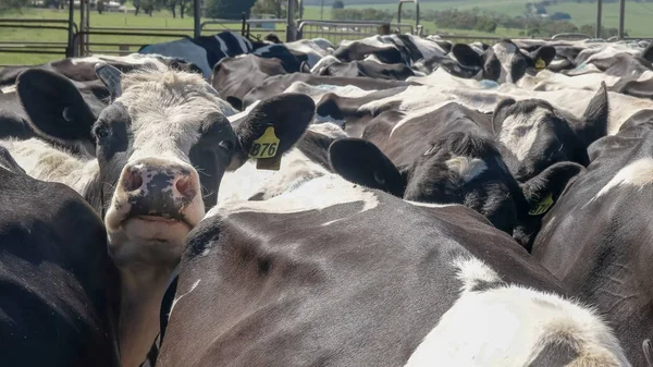 群れの上に頭を持つ乳牛は、酪農場でカメラを見て — ストック写真