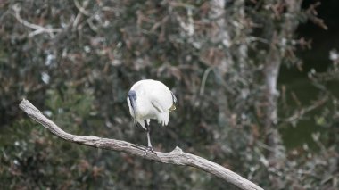 avustralya beyaz aynak bir sulak bir dal üzerinde tünemiş