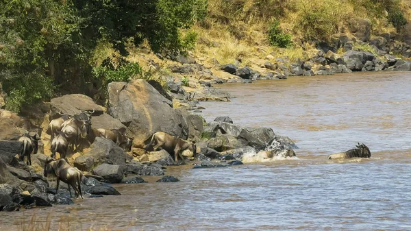 Gnus betreten den Mara-Fluss im Masai-Mara-Wildreservat — Stockfoto