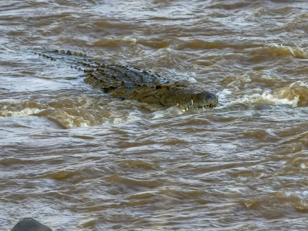 A cabeça de um crocodilo nadando rio acima no rio mara de masai mara reserva de caça — Fotografia de Stock