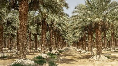 ölü deniz yakınındaki bir plantasyon büyüyen hurma