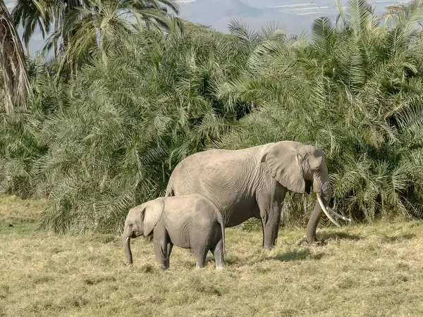 Un elefante adulto y ternera se alimentan de hierba en el parque nacional Amboseli — Foto de Stock