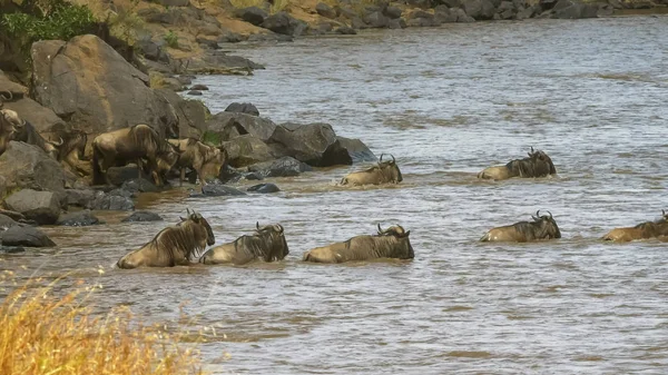 Gnus überqueren den Mara-Fluss auf ihrer jährlichen Wanderung — Stockfoto