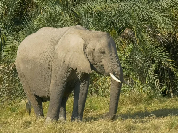 Закрытие кормления слона перед пальмовыми листьями в амбосели — стоковое фото