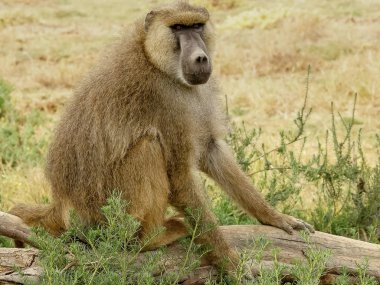 amboseli, kenya'da kütüküzerinde sarı babun