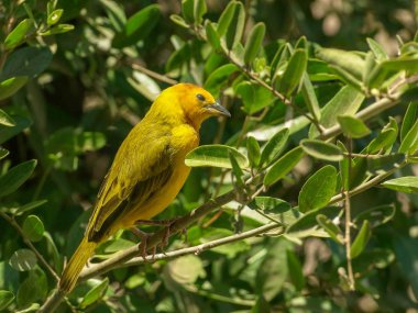 amboseli gözlem tepede taveta dokumacı kuş