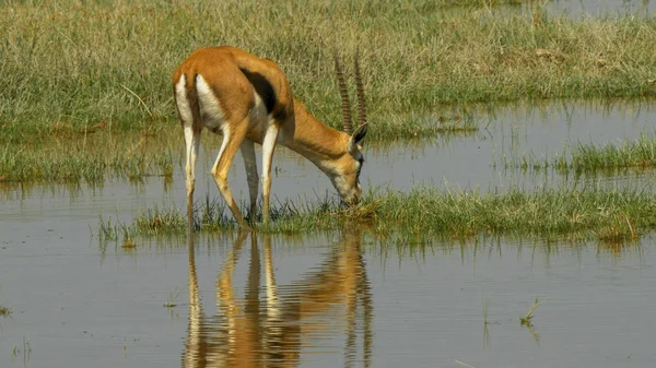 Gazellenfütterung in den Feuchtgebieten von Amboseli — Stockfoto