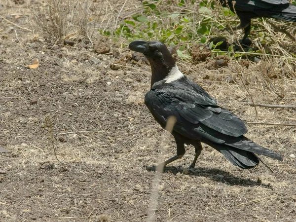 white necked raven on the ground at amboseli, kenya