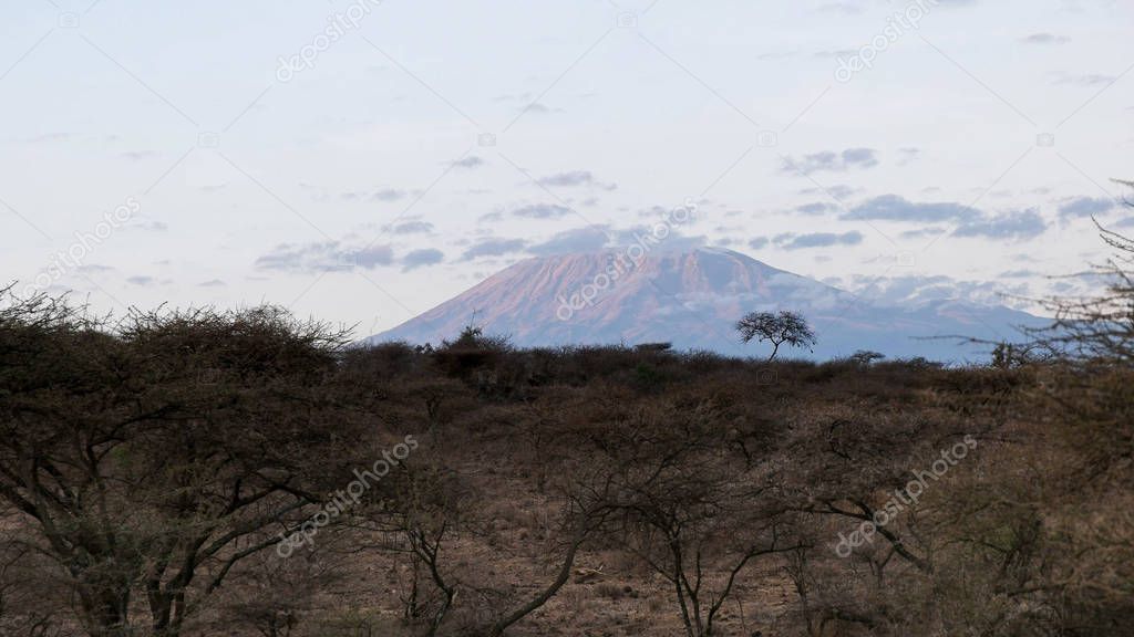 mt kilimanjaro at sunrise from amboseli, kenya