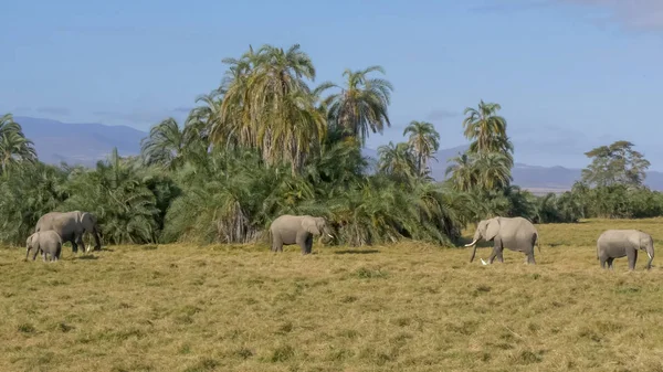 Amboseli, kenya'da beslenen fillerin geniş görünümü — Stok fotoğraf