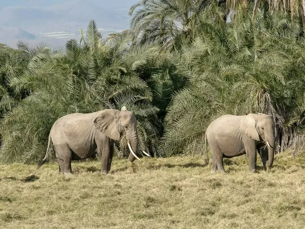 Amboseli milli parkında beslenen filler, keny — Stok fotoğraf