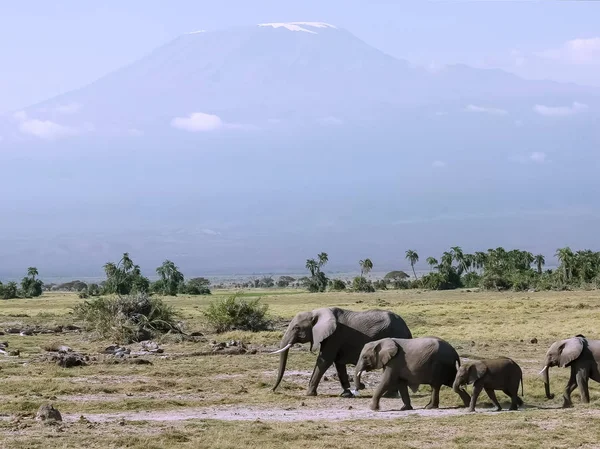 Kenya amboseli de filler ve mt kilimanjaro yakın — Stok fotoğraf