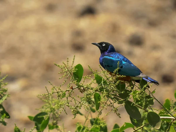 En superb Starling utfodring på Amboseli National Park — Stockfoto