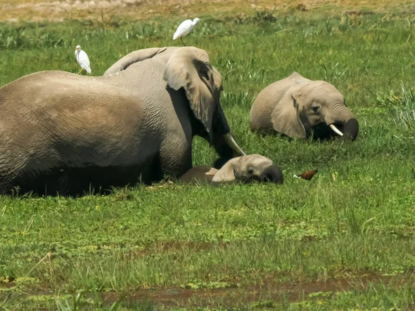 Cuatro elefantes alimentándose en un pantano en Amboseli — Foto de Stock