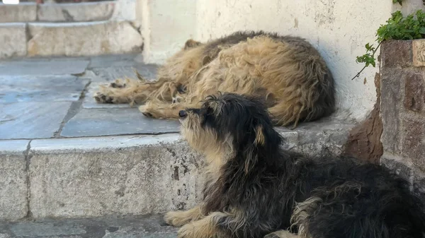 Δύο σκυλιά του δρόμου στην Οία στη Σαντορίνη — Φωτογραφία Αρχείου