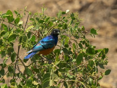 amboseli bir dut çalı üzerinde mükemmel sığırcık