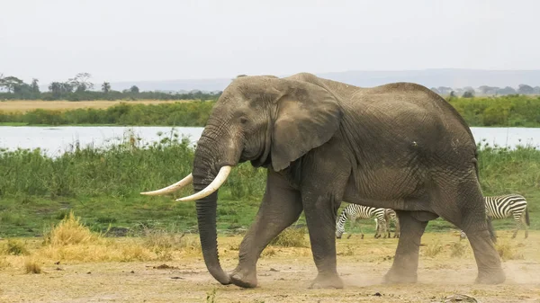 Большой слон в национальном парке Амбосели — стоковое фото