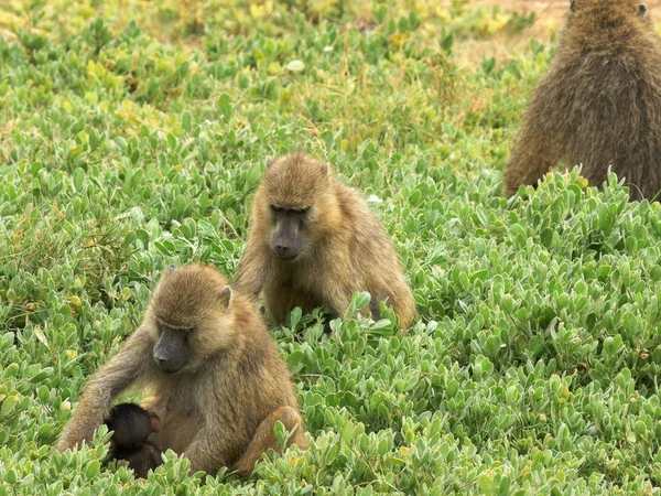 Tropa de babuino sentada en el suelo y alimentándose en amboseli — Foto de Stock