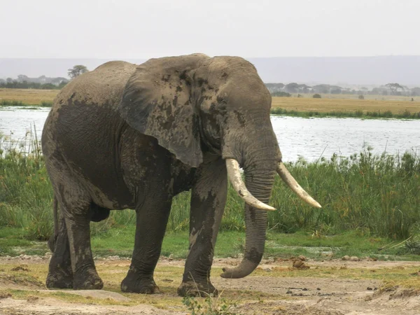 Elefante toro de pie cerca de un pantano en Amboseli — Foto de Stock