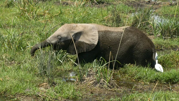 Вид сбоку на слоненка, кормящегося в болоте у амфитеатра — стоковое фото
