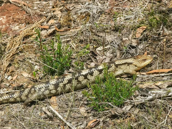 Close up de um lagarto língua azul manchado no sudeste da tasmânia — Fotografia de Stock